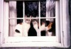 two calico cats in window