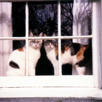 two calico cats in window
