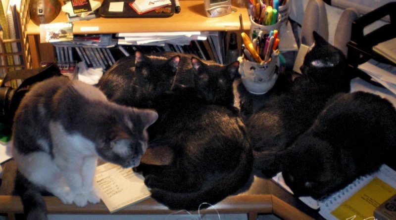 five cats on desk