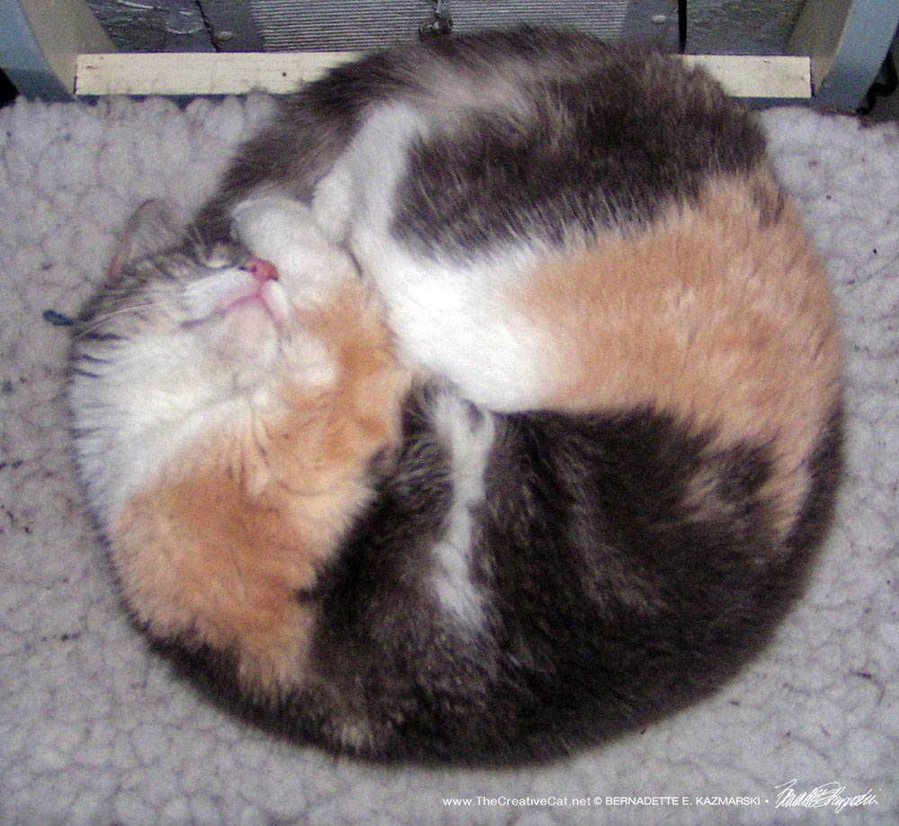 calico cat napping