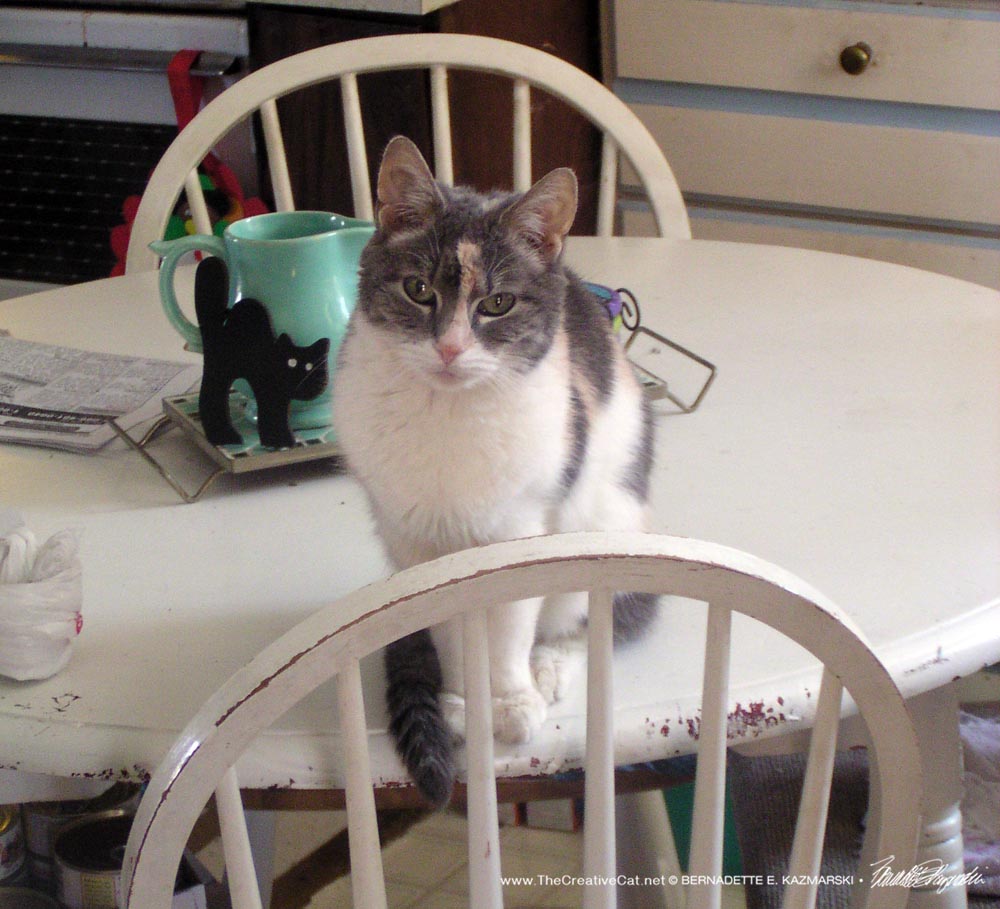 dilute calico cat on table