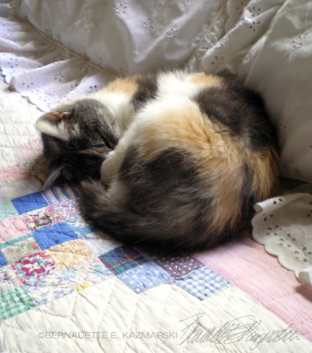 calico cat on quilt