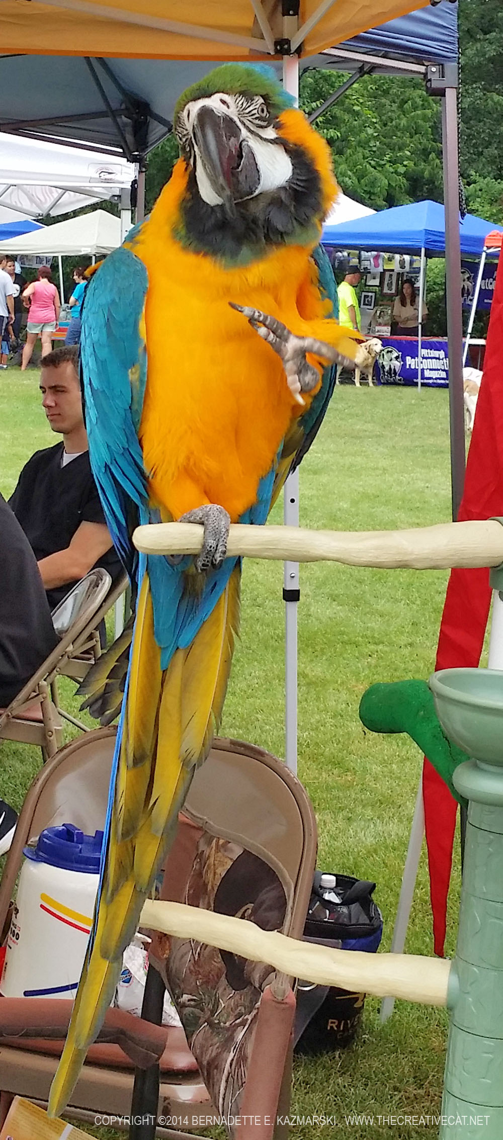 A blue and gold macaw.
