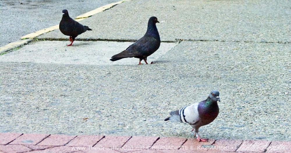 pigeons on the sidewalk