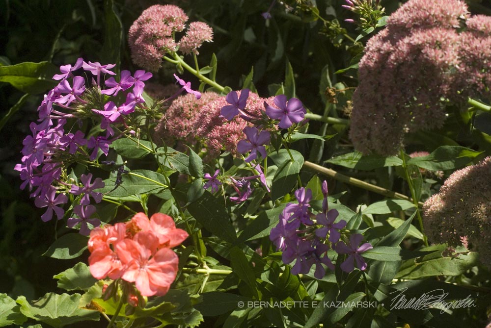 A mix of pink flowers for late summer and autumn that butterflies like, including native phlox, a native-related Autumn Joy sedum and a regular old pink geranium.