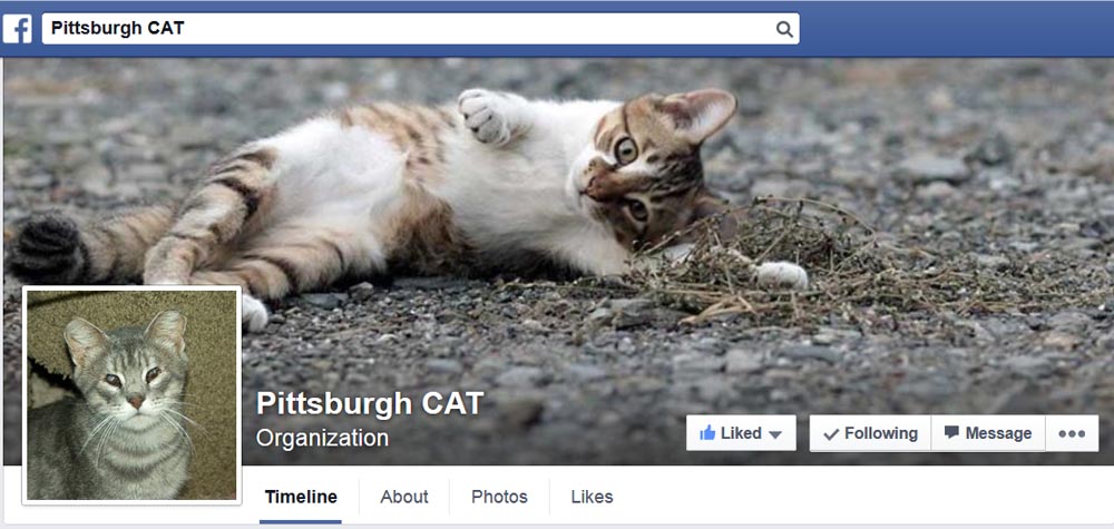 pittsburgh cat