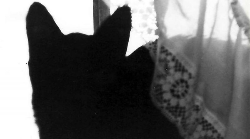 black and white photo of black cat and curtain