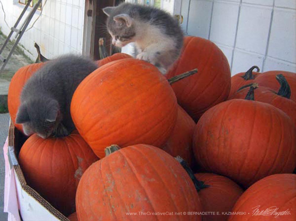 Kittens at the Agway explore the pumpkins.