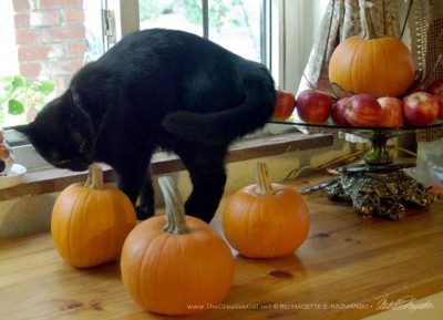  Mr. Sunshine inspects the pumpkins.