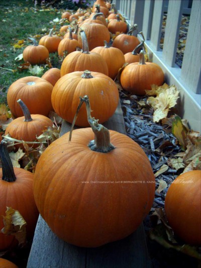 Pumpkin assortment.