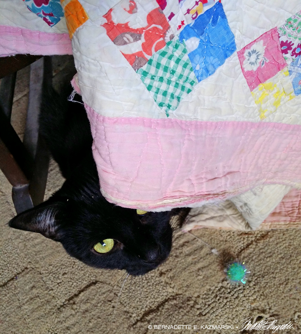 black cat with quilt