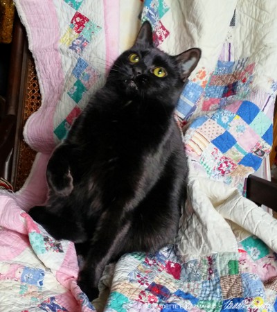 three black cats on quilt.