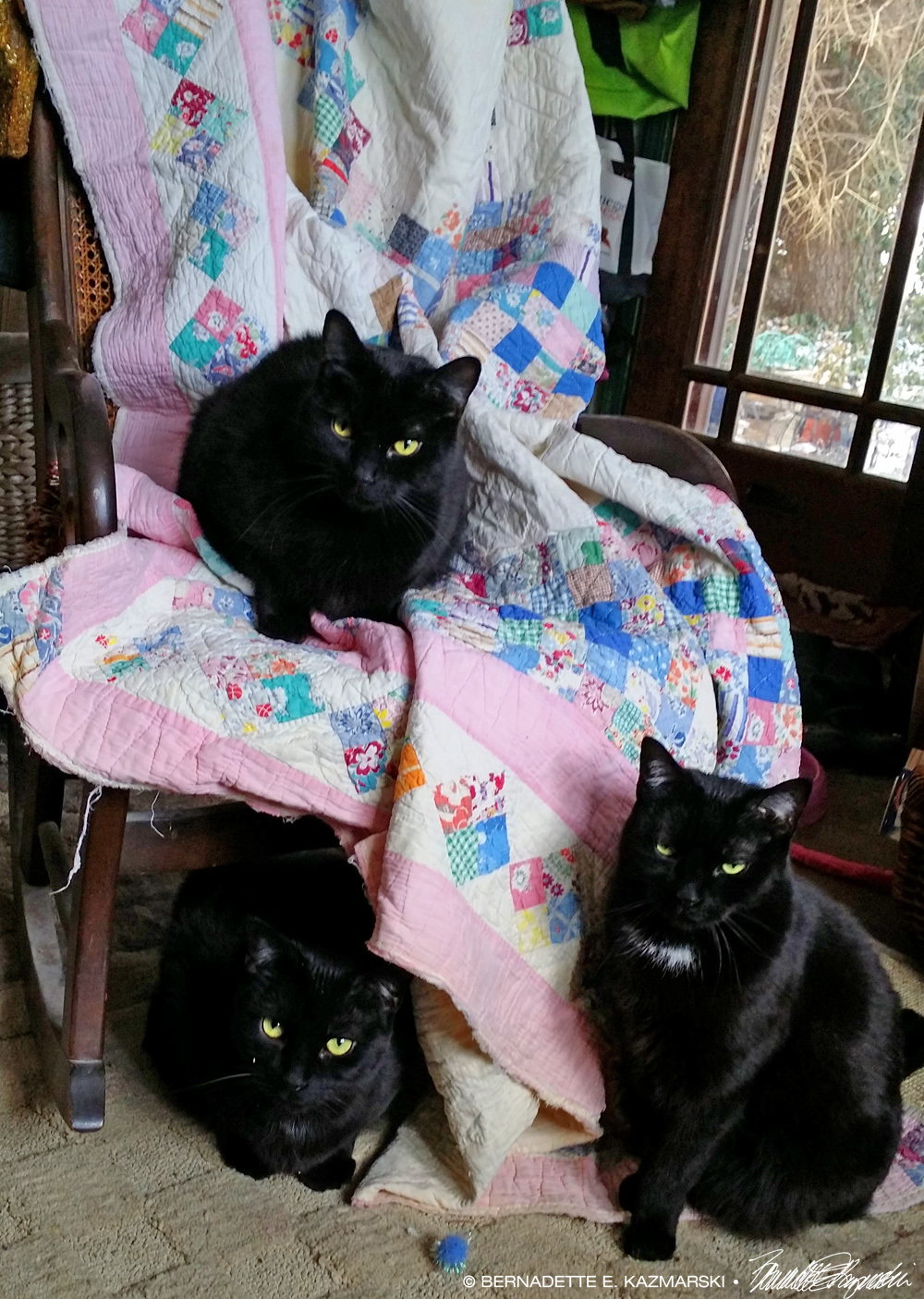 black cat on quilt