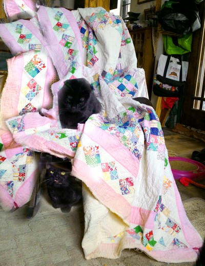 two black cats on quilt