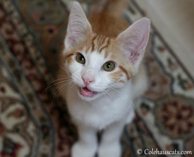 orange and white cat painting