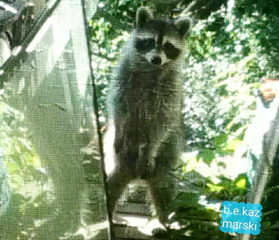 Mam raccoon standing up to get a better look.