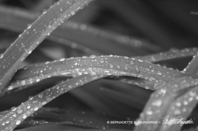 Raindrops on daylily leaves.