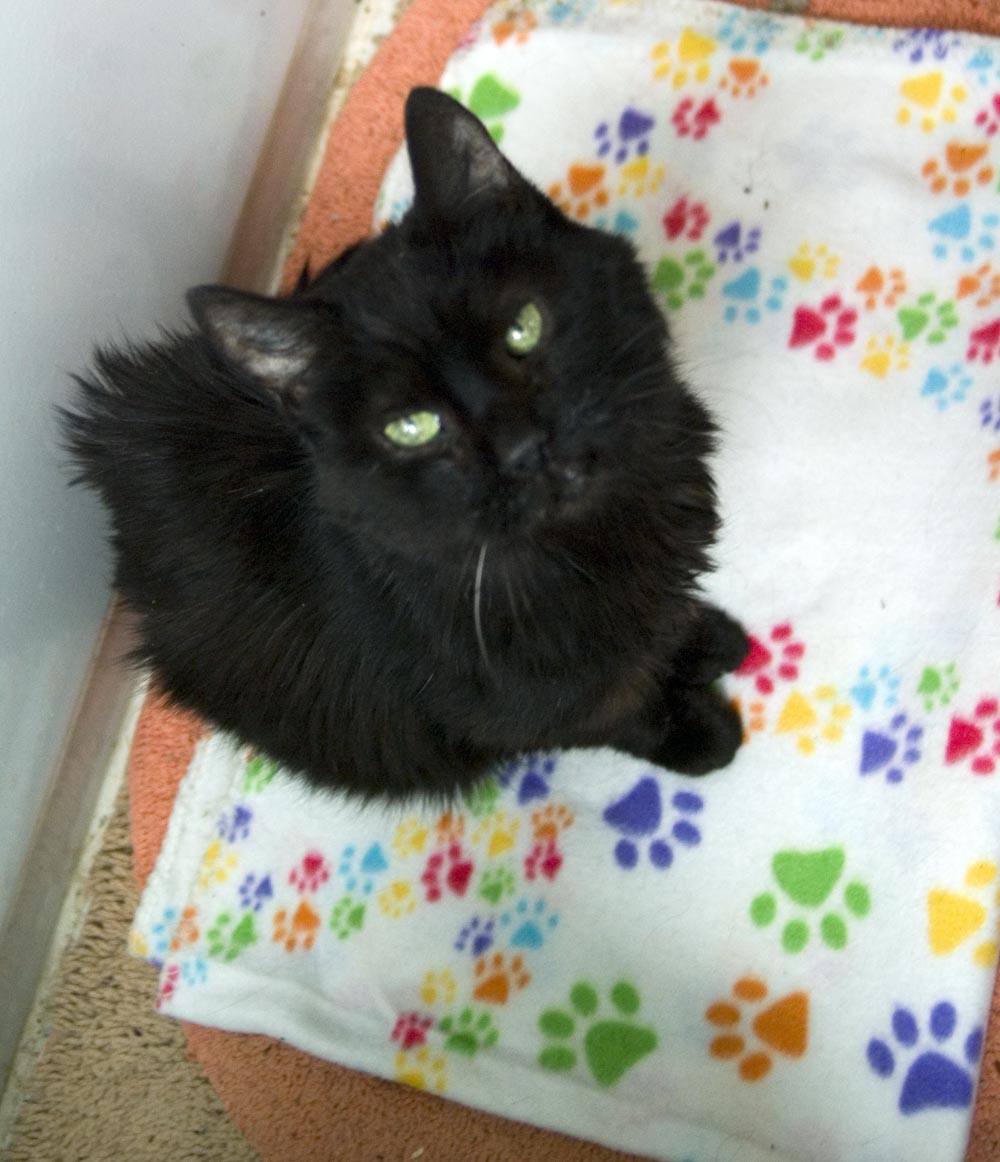 black cat on blanket