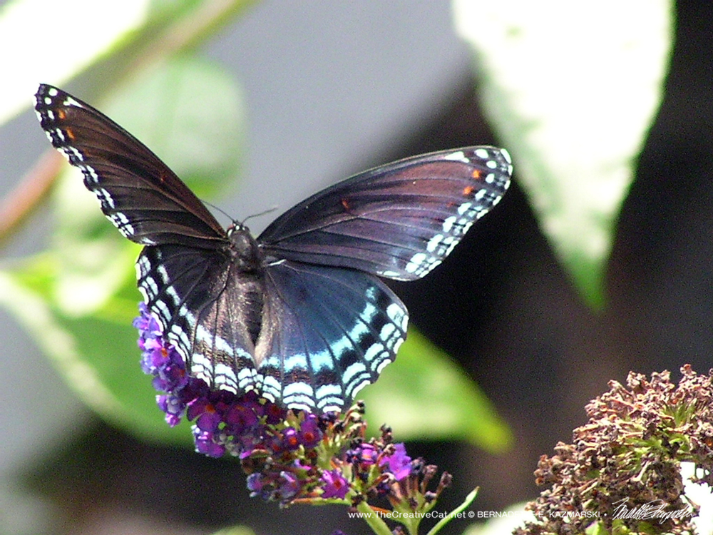 A black butterfly with blue spots.
