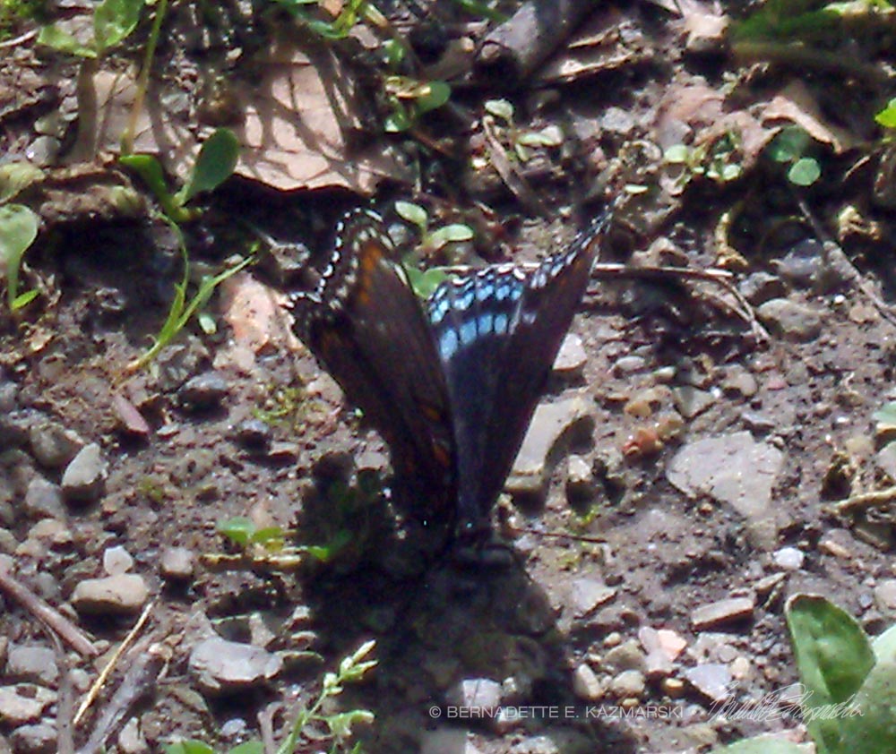 This red spotted purple is puddling, though the soil is only damp.