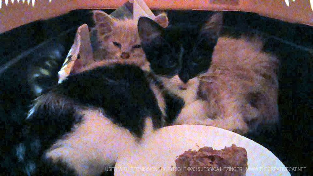 Booboo and Sprinkle when they were first rescued.
