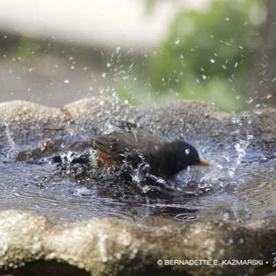robin in bird bath