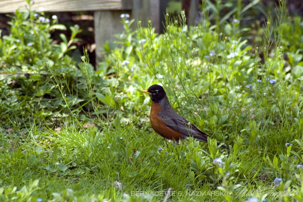 Robin hunting for worms and insects in spring.