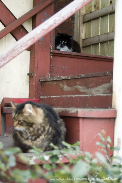 Feral cats on the steps.