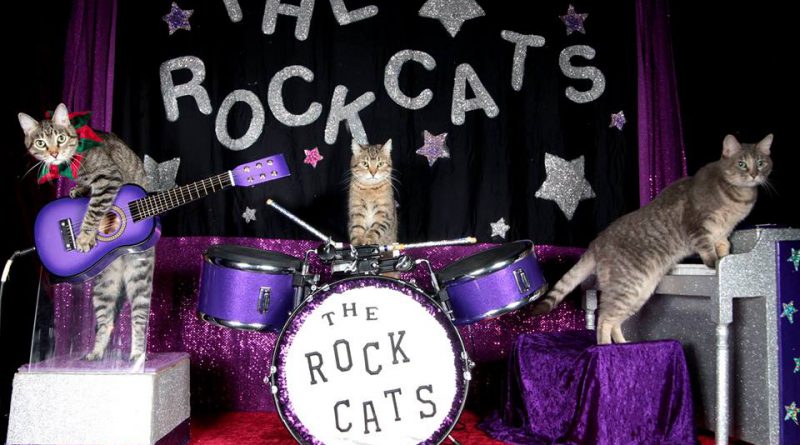 The Rock-Cats