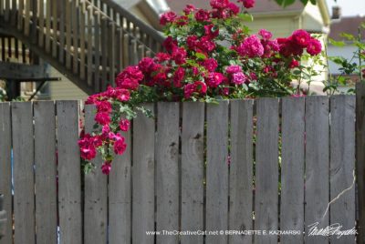 Reference for roses on the fence.
