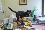 cat on office desk