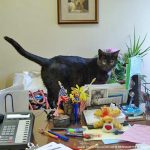 cat on office desk