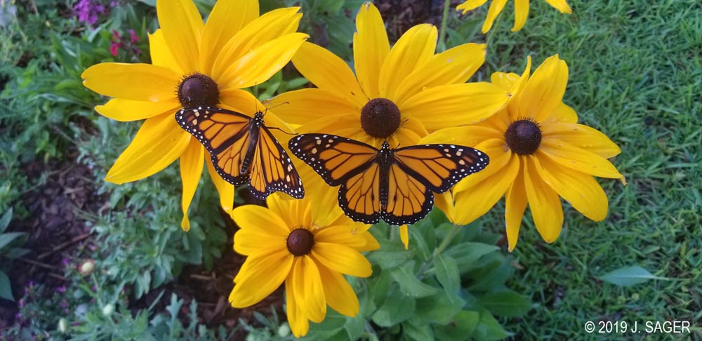 Released monarchs in Jenn's yard.