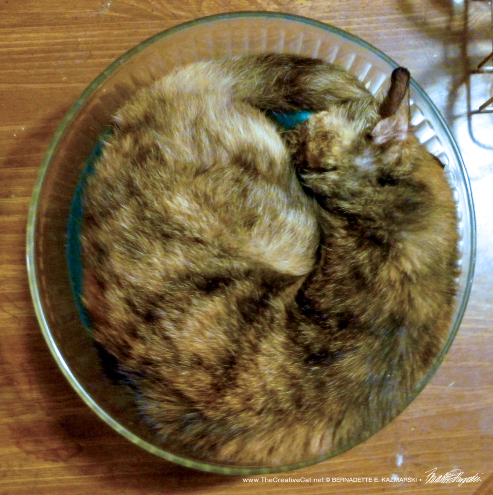 May-Cookie in the Salad Bowl
