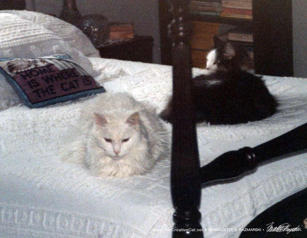 two cats on bed