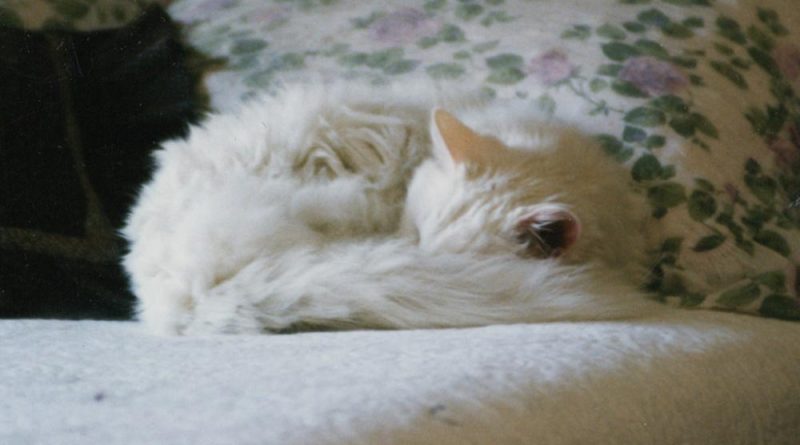 white cat sleeping on bed