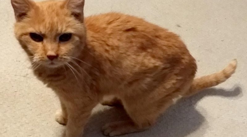 former feral orange cat