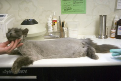 gray cat shaved