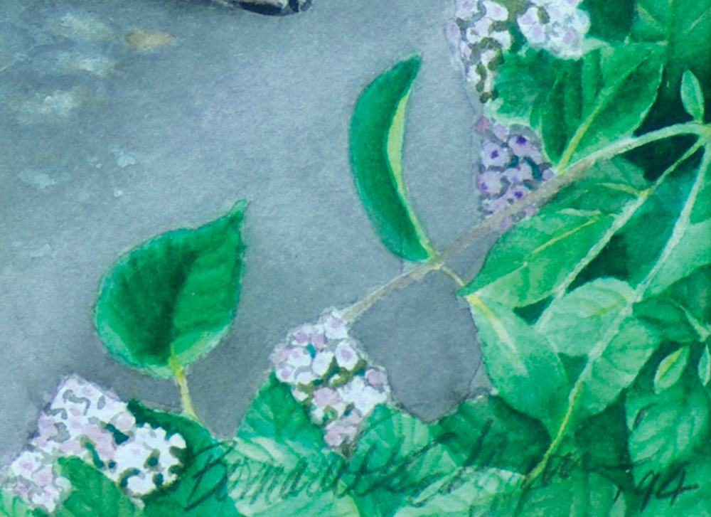 watercolor of hydrangeas