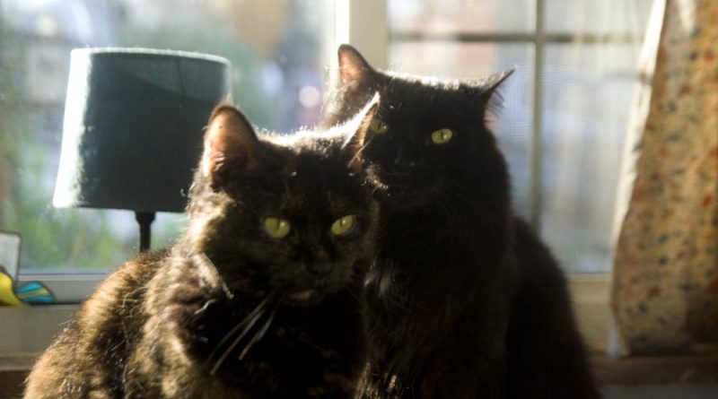 tortoiseshell and black cat