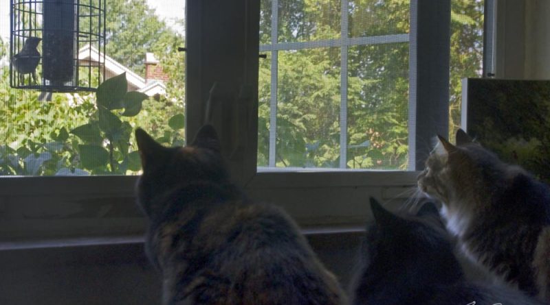 three cats watching bird