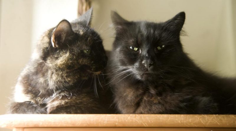 tortie and black cat