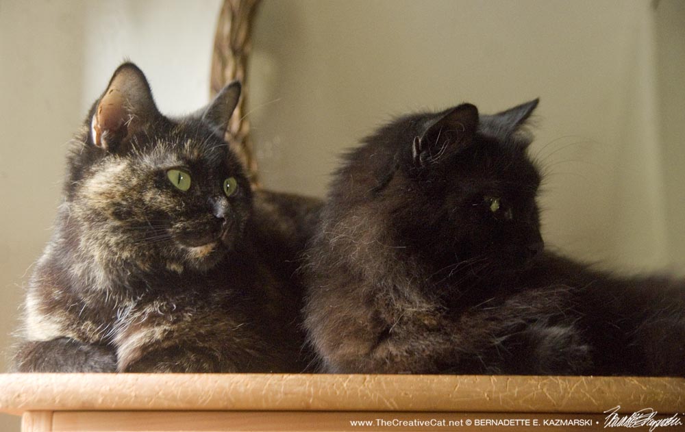 tortie and black cat
