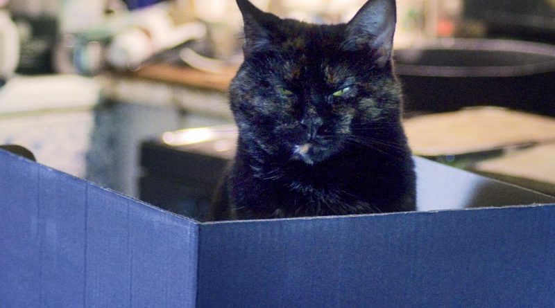 tortoiseshell cat in box