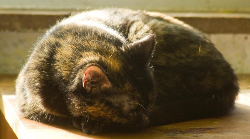 tortoiseshell cat curled in sun