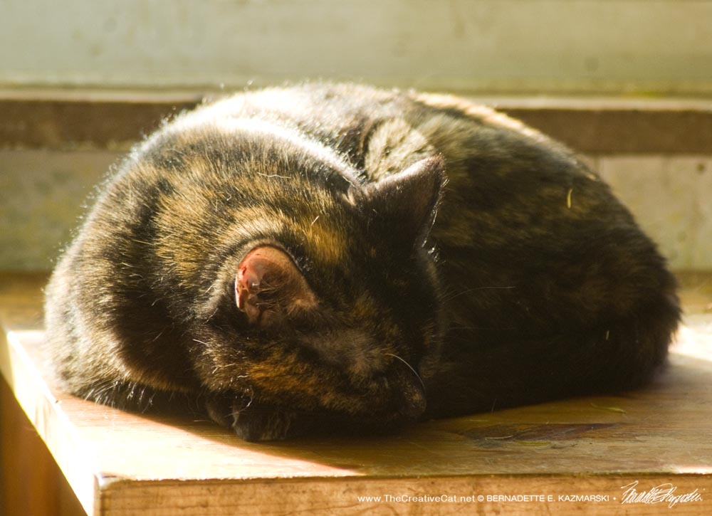 tortoiseshell cat curled in sun