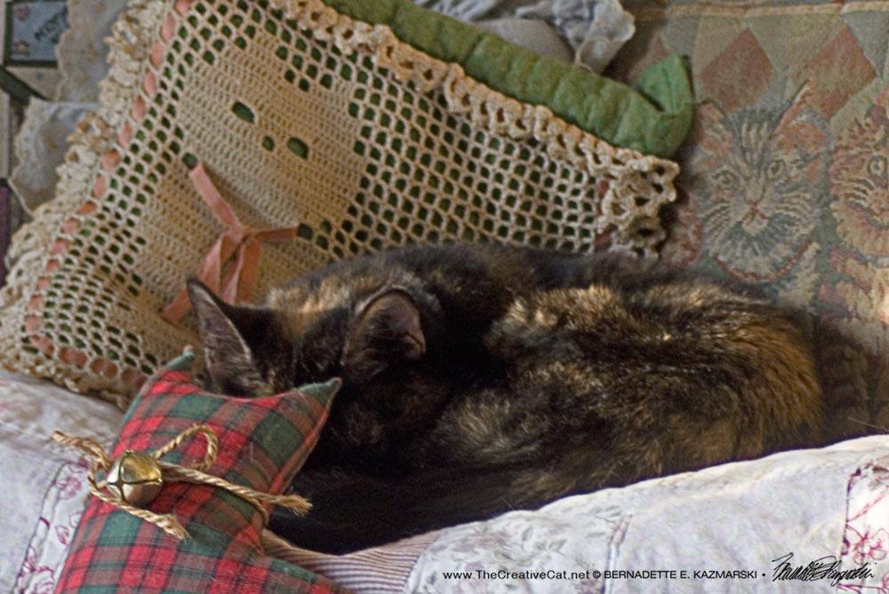 tortoiseshell cat napping