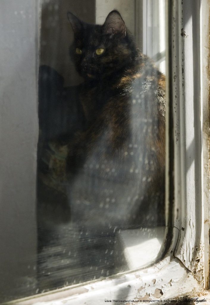 tortoiseshell cat reflecting in mirror