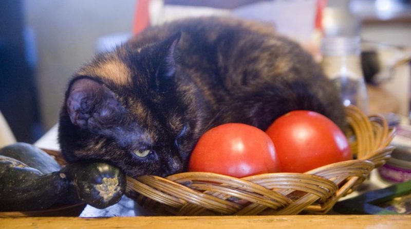 tortoiseshell cat in basket with vegetables