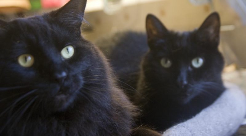 two black cats in studio